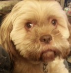 Bow WOW! That's an INCREDIBLE COVER!