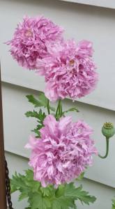 Photo by Vicky Lorencen