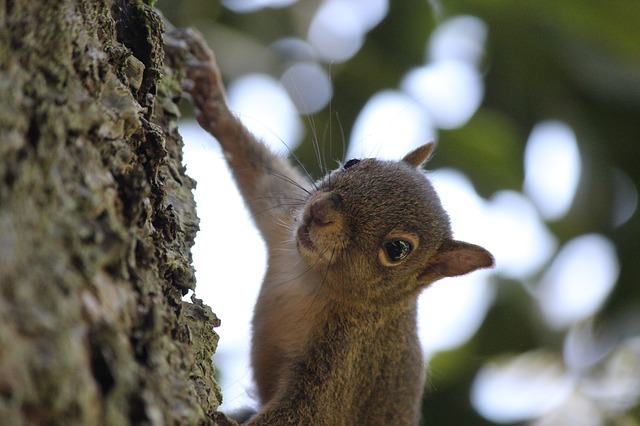 squirrel in tree