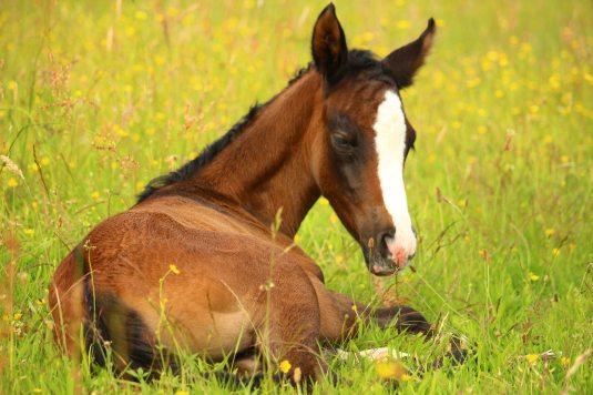 Foal