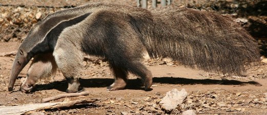 Anteater