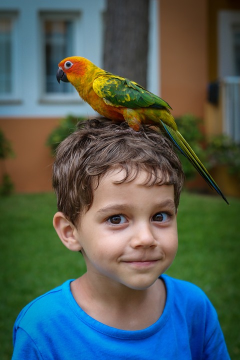 parrot